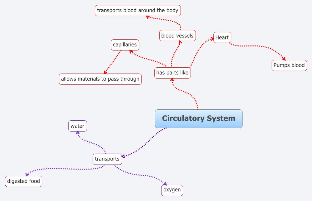 Circulatory System XMind Mind Mapping Software