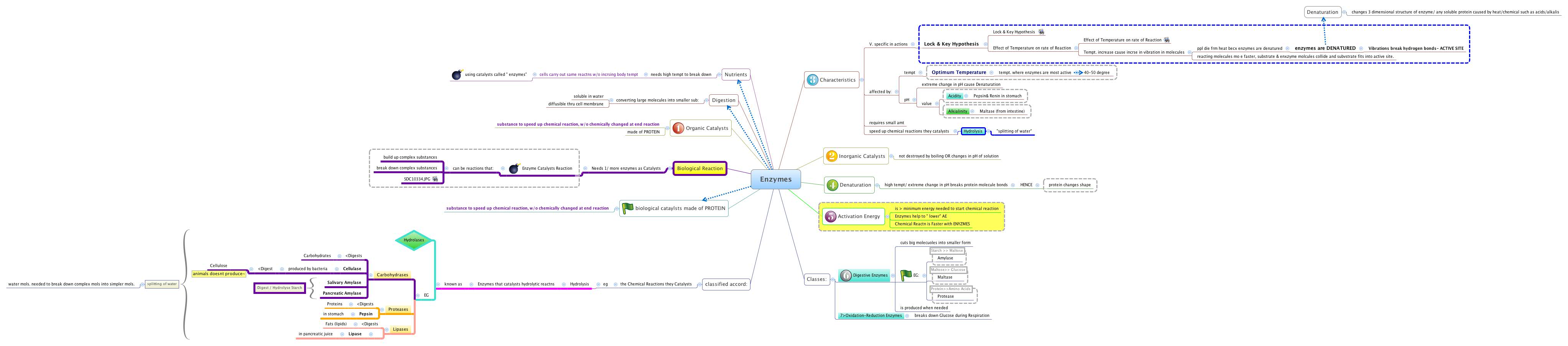 Enzymes XMind Mind Mapping Software