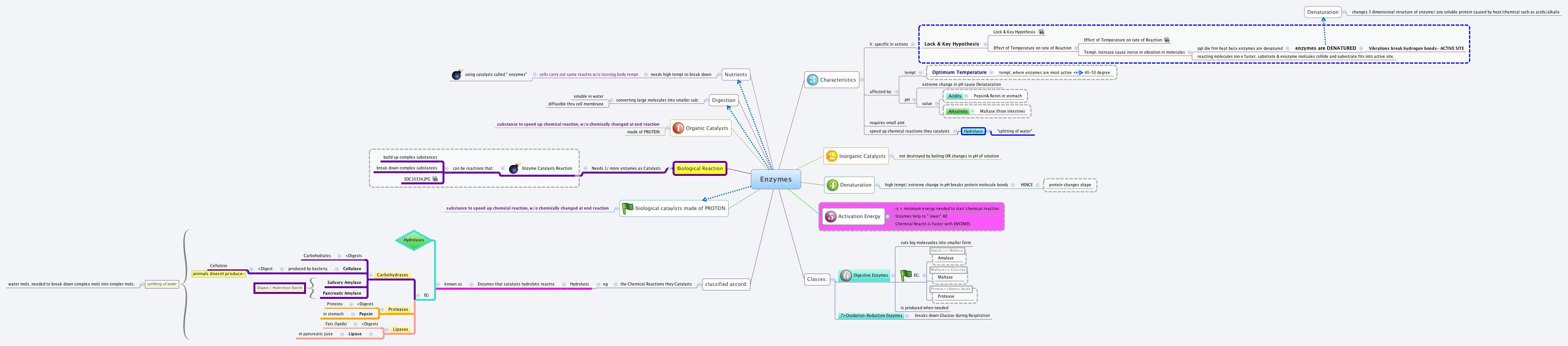 Metabolism And Enzymes Concept Map