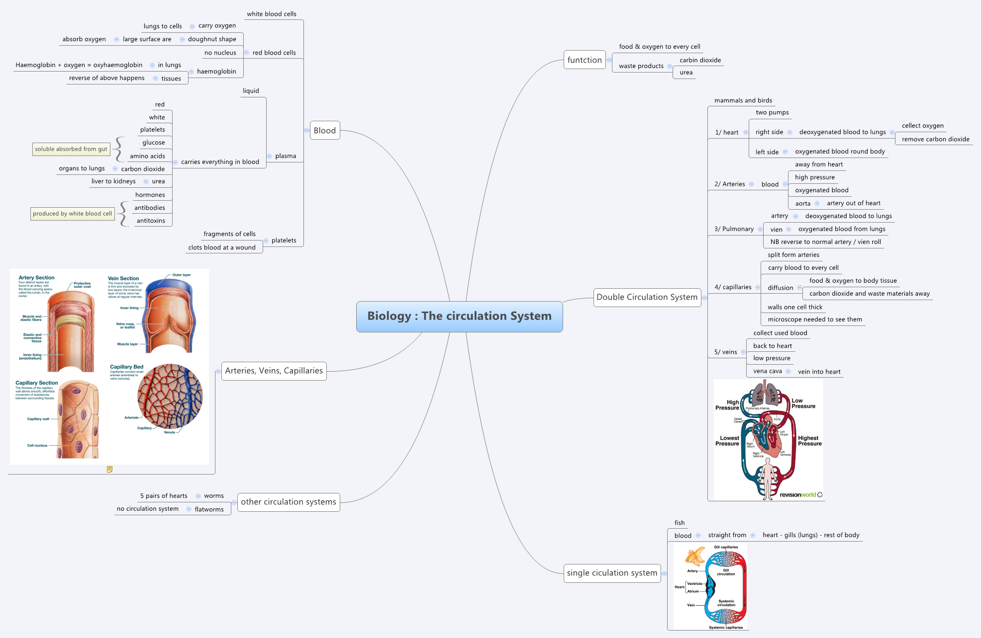 Biology The Circulation System ScienceMindMaps Xmind Biology The Circulation System ScienceMindMaps Xmind