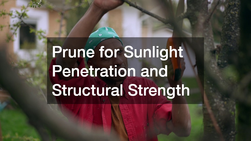 Prune for Sunlight Penetration and Structural Strength