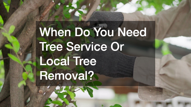 When Do You Need Tree Service Or Local Tree Removal?
