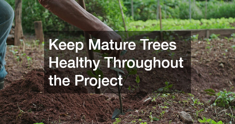 Keep Mature Trees Healthy Throughout the Project