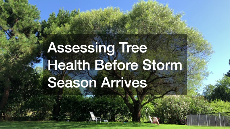 Assessing Tree Health Before Storm Season Arrives