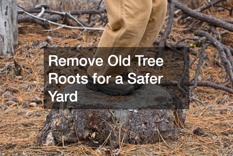 Remove Old Tree Roots for a Safer Yard