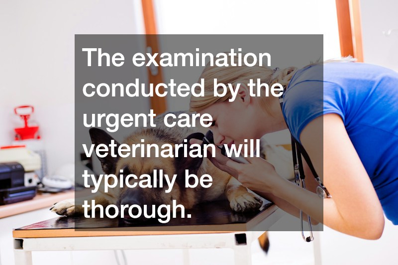 The examination conducted by the urgent care veterinarian will typically be thorough.