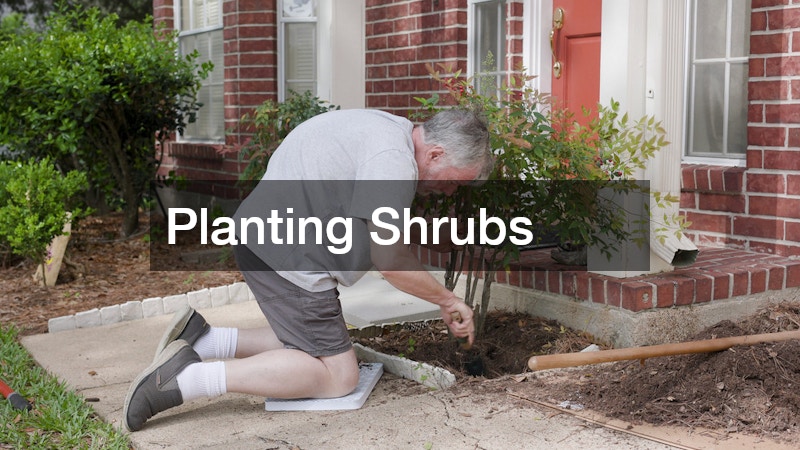 Planting Shrubs