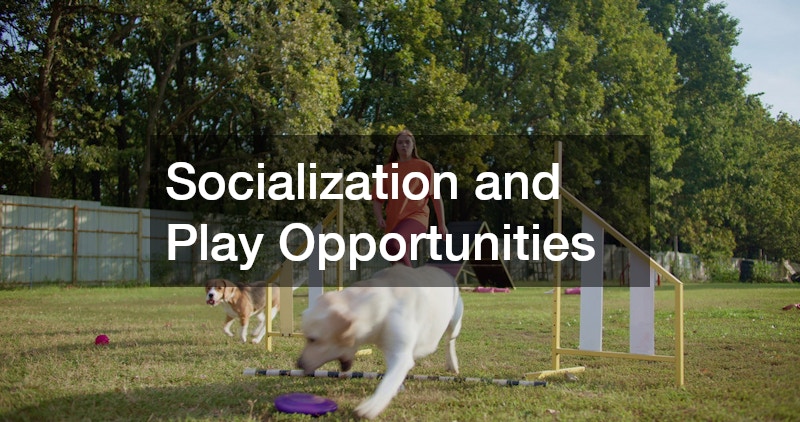 Socialization and Play Opportunities
