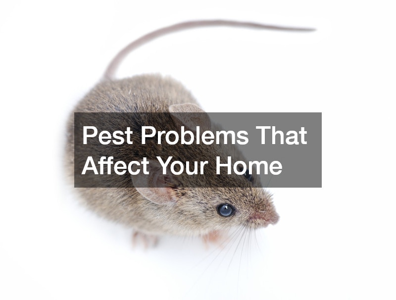 Pest Problems That Affect Your Home