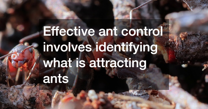 Effective ant control involves identifying what is attracting ants