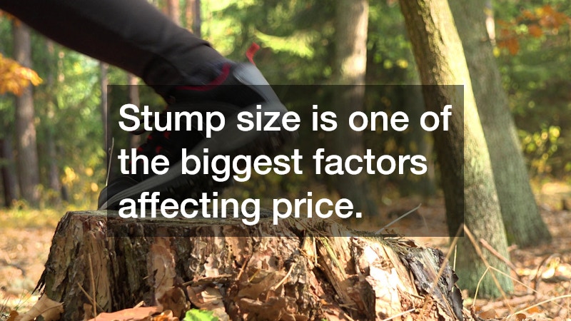 Stump size is one of the biggest factors affecting price.