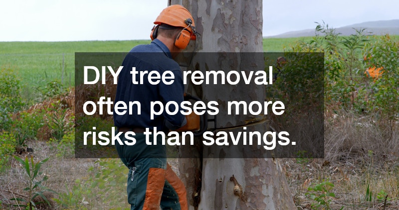 DIY tree removal often poses more risks than savings.