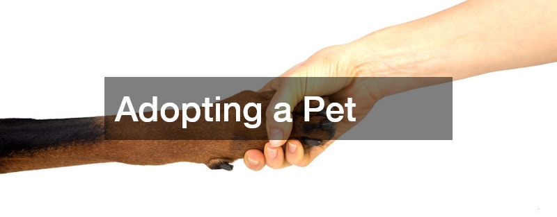 Adopting a Pet