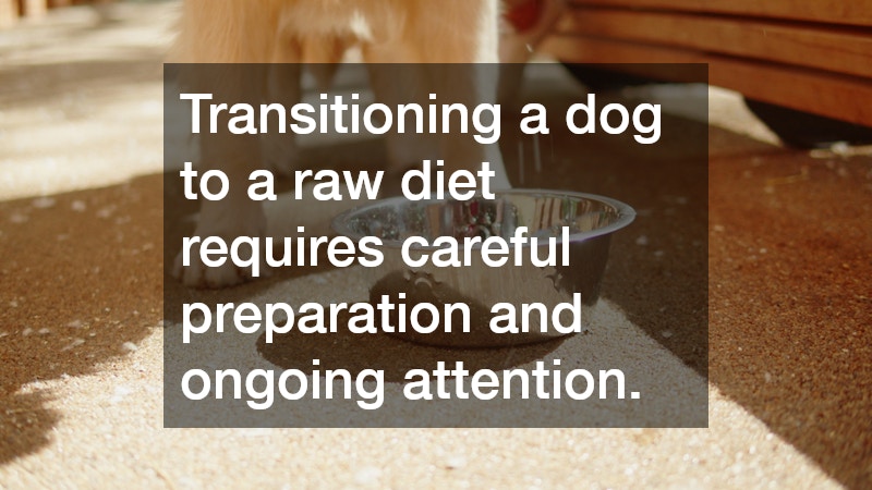 Transitioning a dog to a raw diet requires careful preparation and ongoing attention.