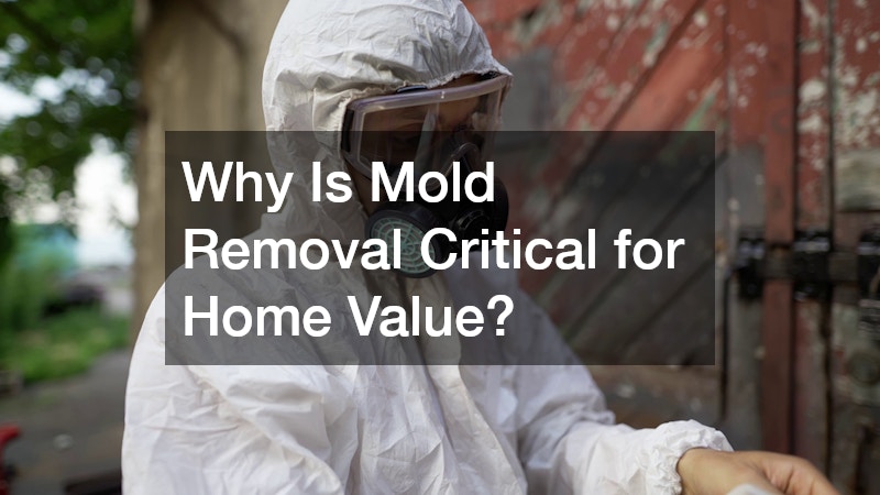 Why Is Mold Removal Critical for Home Value?