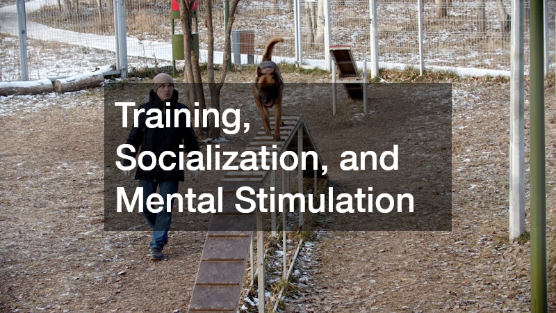 Training, Socialization, and Mental Stimulation