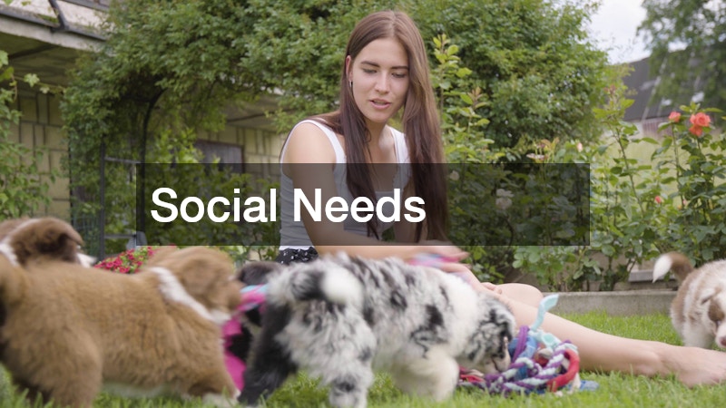 Social Needs
