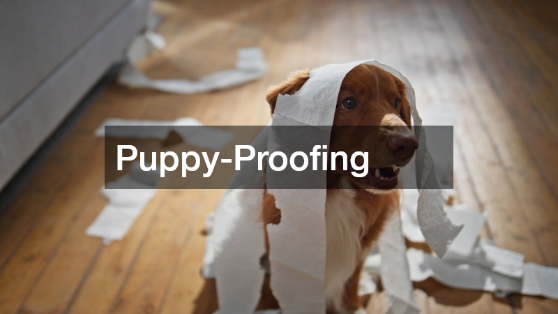 Puppy-Proofing