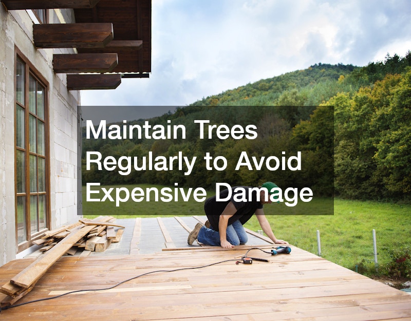 Maintain Trees Regularly to Avoid Expensive Damage