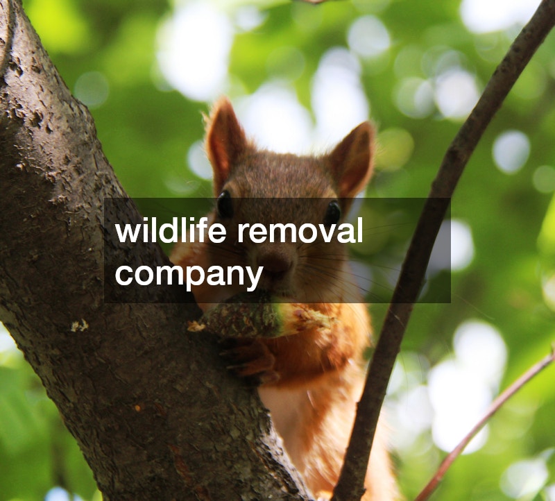 wildlife removal company