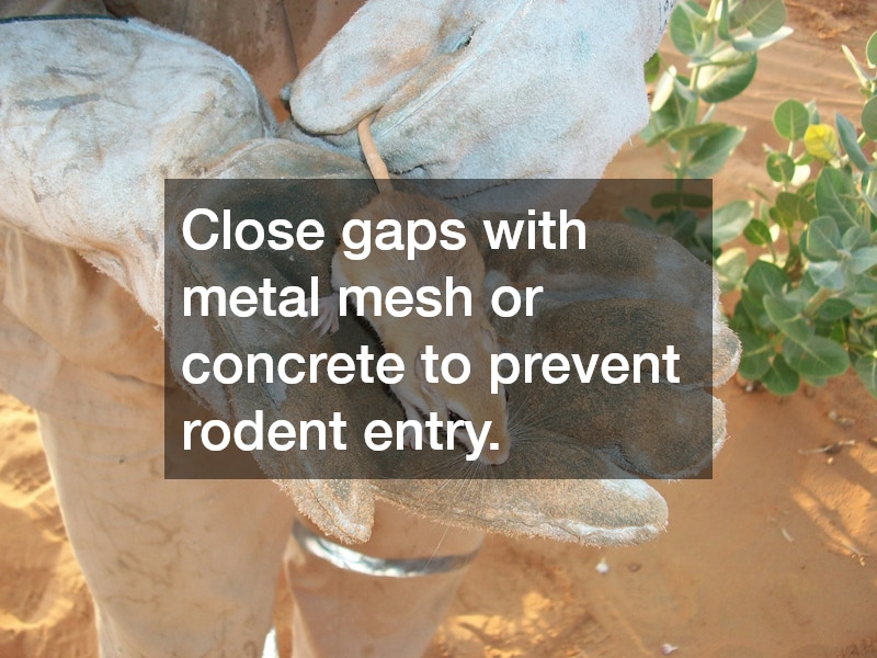 Close gaps with metal mesh or concrete to prevent rodent entry.