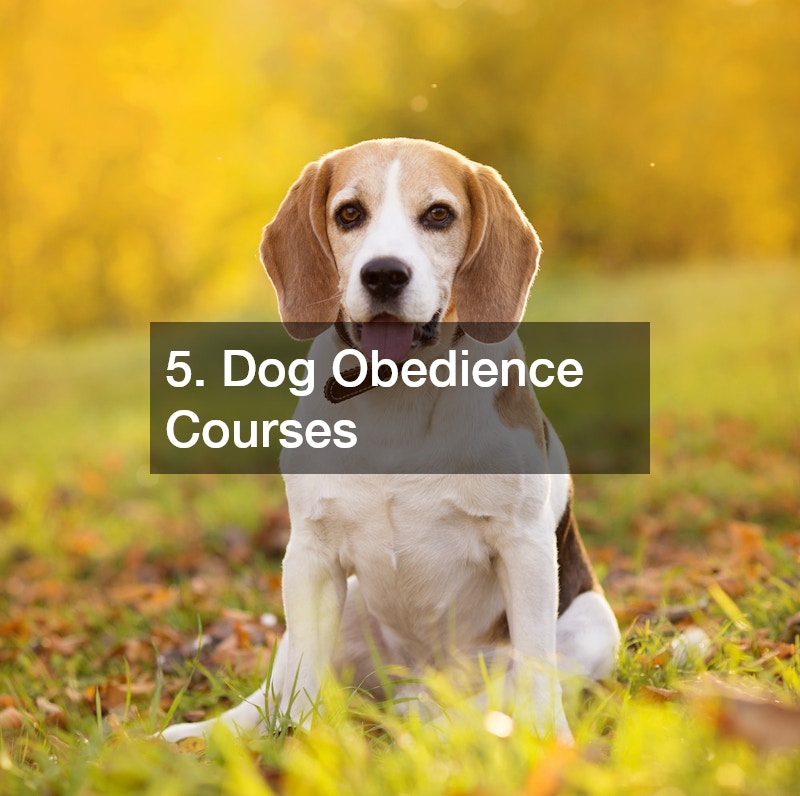5. Dog Obedience Courses