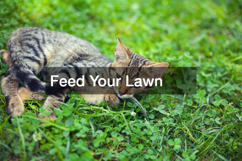 Feed Your Lawn