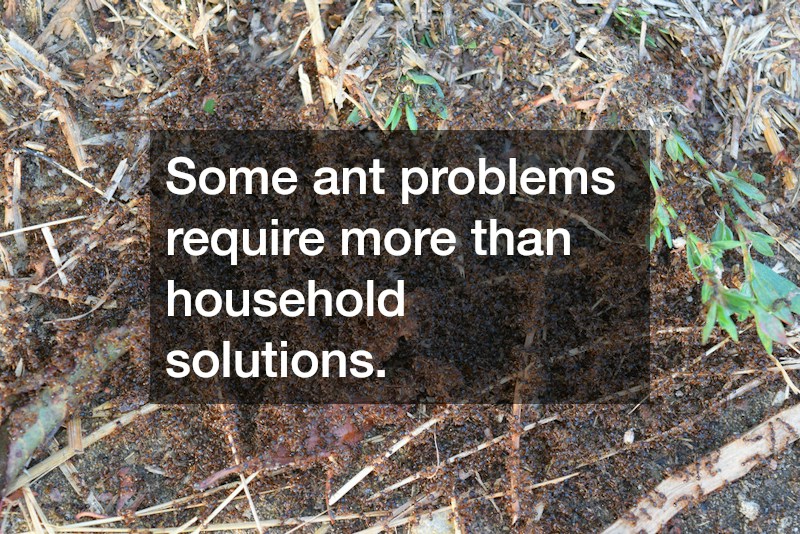 Some ant problems require more than household solutions.