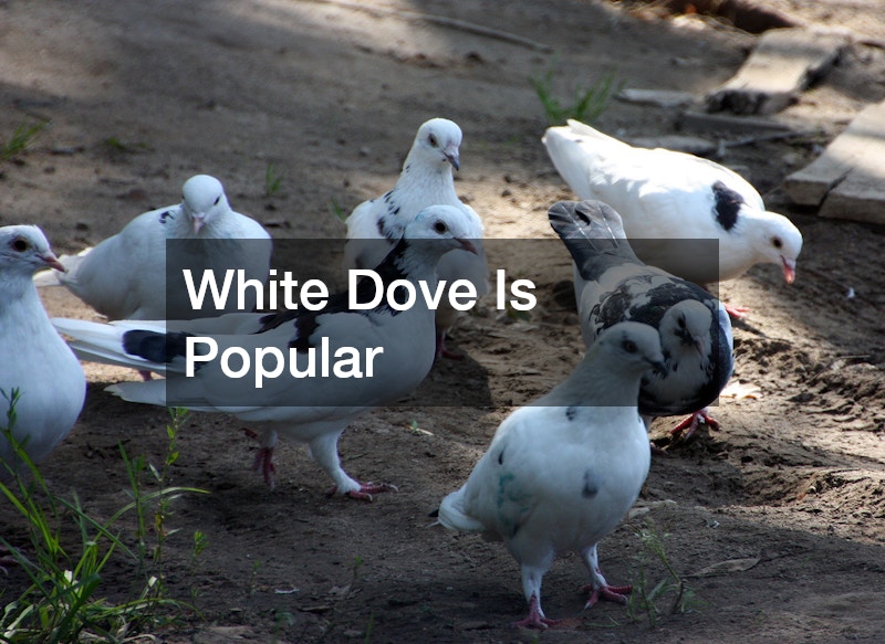 White Dove Is Popular
