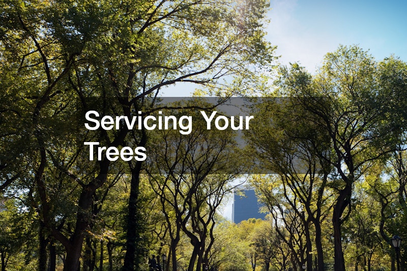 Servicing Your Trees