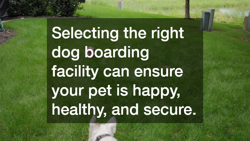Selecting the right dog boarding facility can ensure your pet is happy, healthy, and secure.