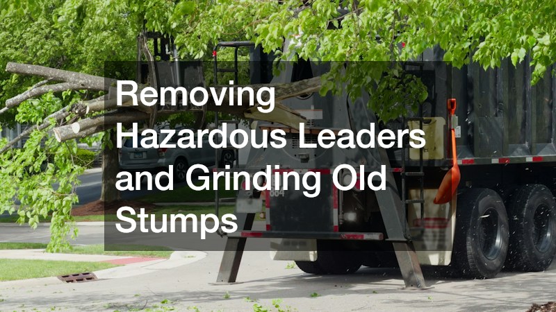 Removing Hazardous Leaders and Grinding Old Stumps