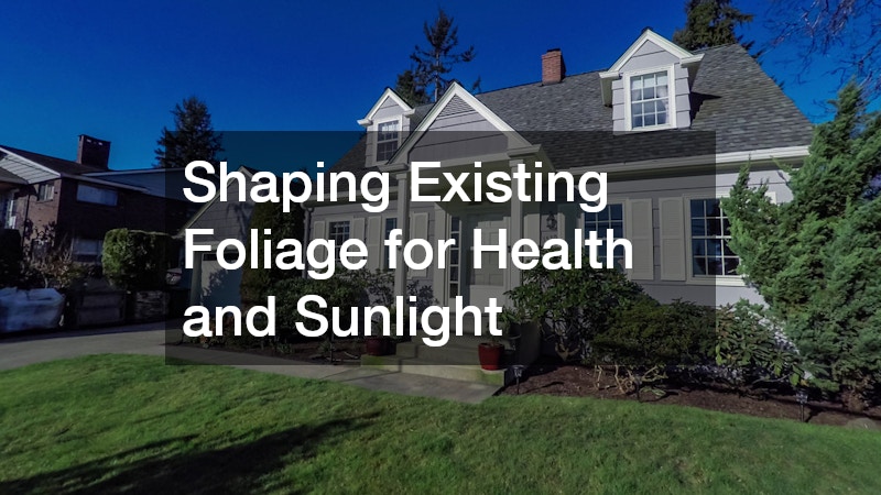 Shaping Existing Foliage for Health and Sunlight