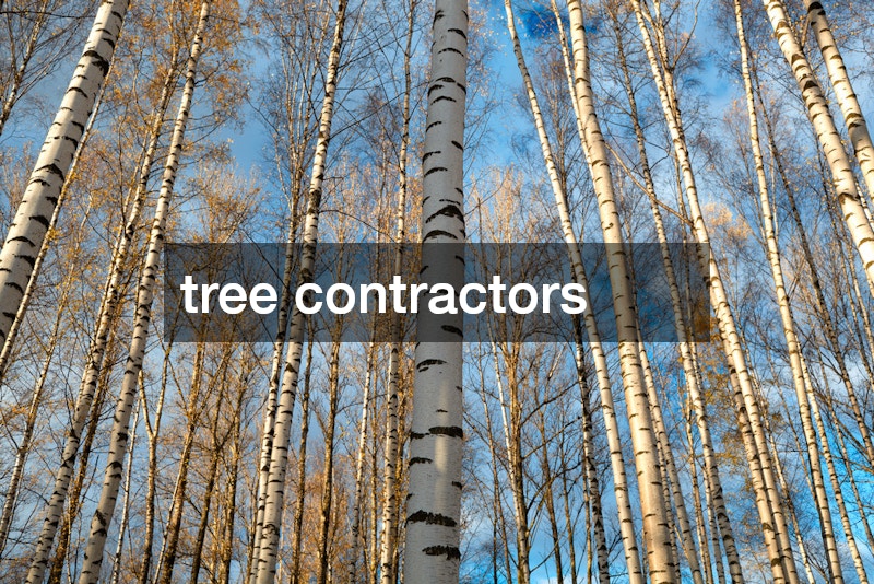 tree contractors