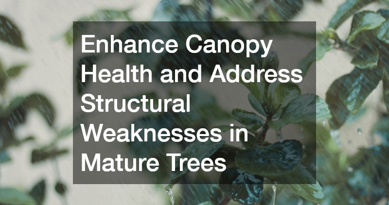 Enhance Canopy Health and Address Structural Weaknesses in Mature Trees
