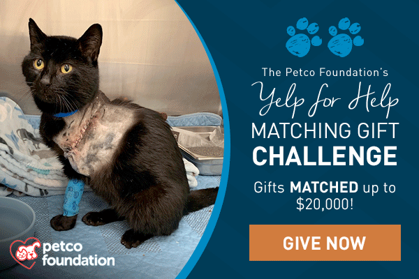 Spca Serving Erie County Ny