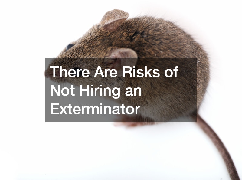 There Are Risks of Not Hiring an Exterminator