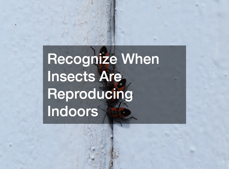 Recognize When Insects Are Reproducing Indoors