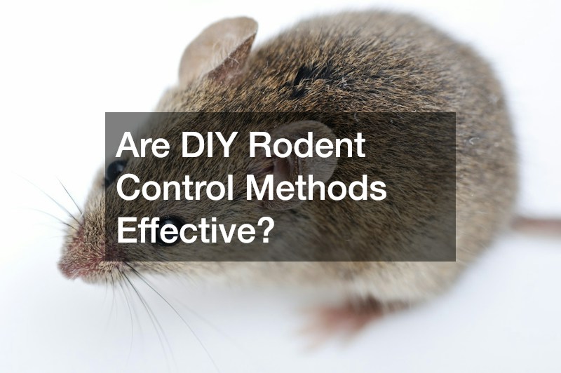 Are DIY Rodent Control Methods Effective?