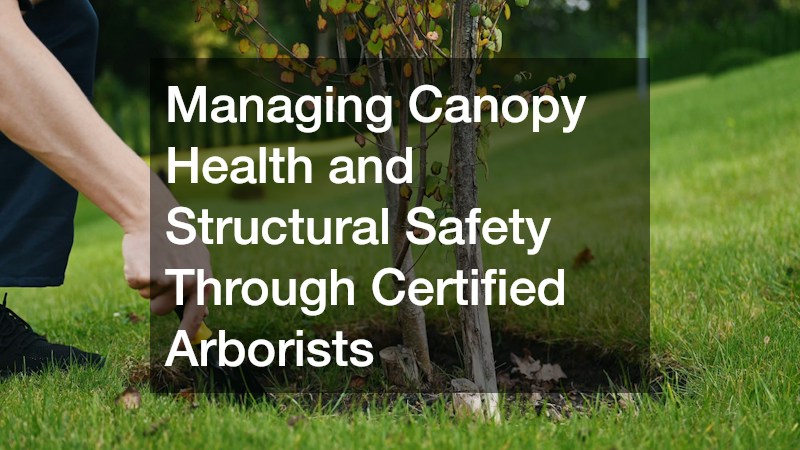 Managing Canopy Health and Structural Safety Through Certified Arborists