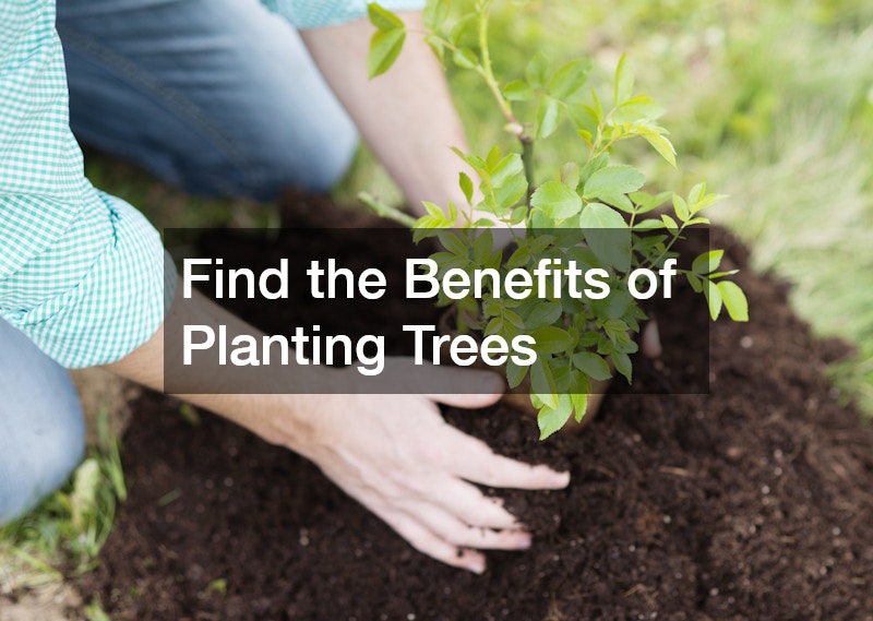 Find the Benefits of Planting Trees