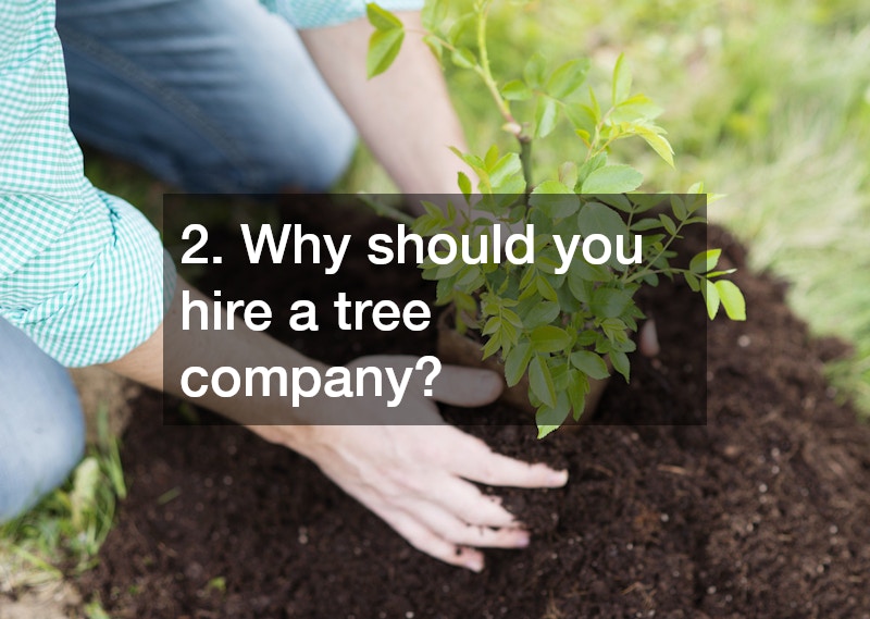 2. Why should you hire a tree company?