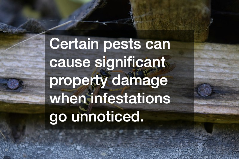 Certain pests can cause significant property damage when infestations go unnoticed.