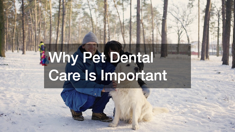 Why Pet Dental Care Is Important