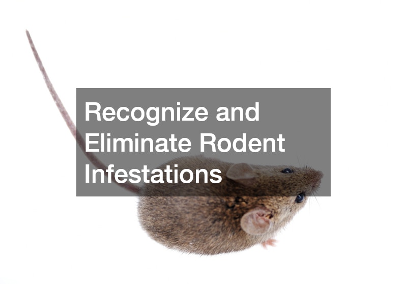 Recognize and Eliminate Rodent Infestations