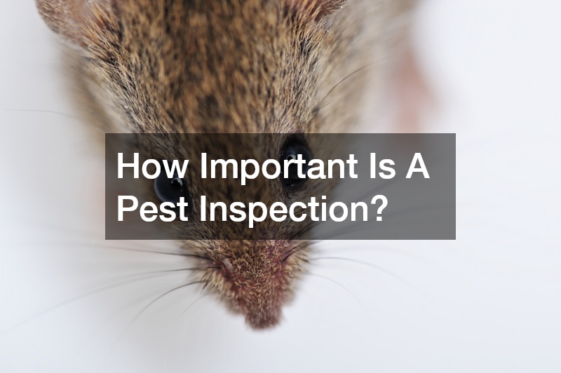 How Important Is A Pest Inspection?