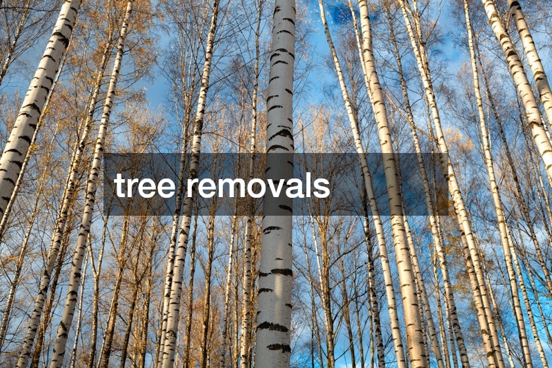 tree removals