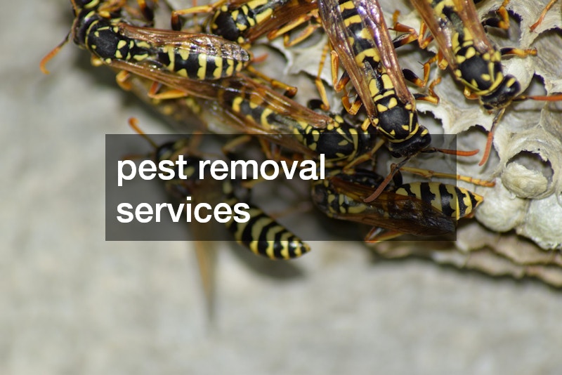 pest removal services