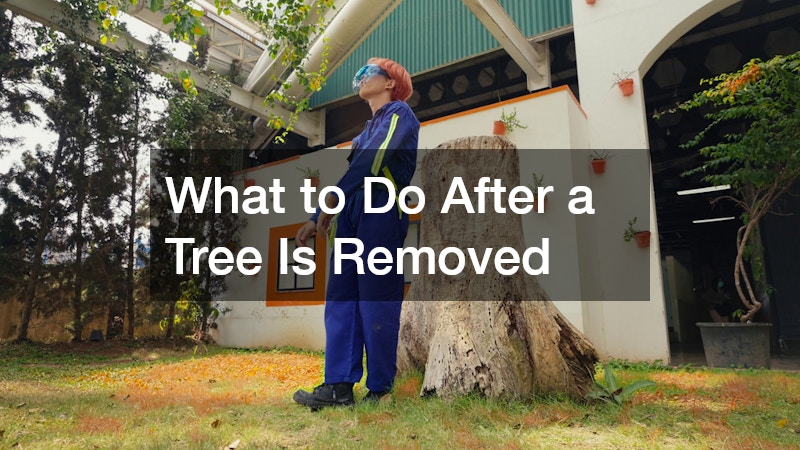 What to Do After a Tree Is Removed