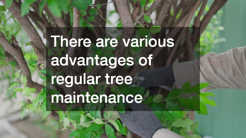 There are various advantages of regular tree maintenance